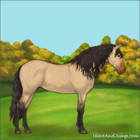 Horse Color:Buckskin Dun
