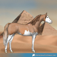 Horse Color:Chestnut Splash Varnish