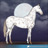 Horse Color:Chestnut Near Leopard