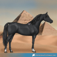 Horse Color:Black 