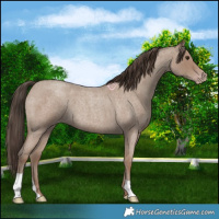 Horse Color:Classic Champagne Roan 