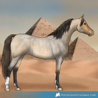 Horse Color:Buckskin Roan