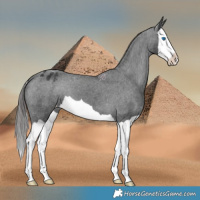 Horse Color:Black Splash Appaloosa 