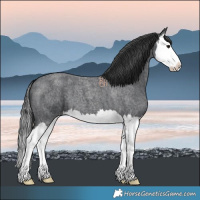 Horse Color:Blue Roan Splash 