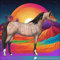 Horse Color:Bay Roan 