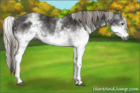 Horse Color:Gray White Spotted Black  and Gray White Spotted Silver Black 