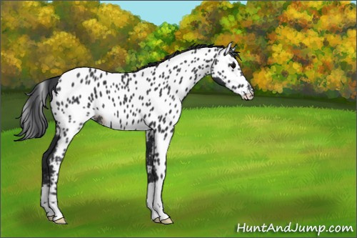 Horse Color:Black Appaloosa
