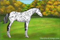 Horse Color:Black Appaloosa