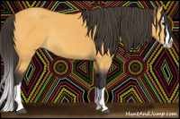 Horse Color:Buckskin Splash Rabicano 