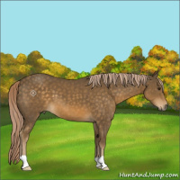 Horse Color:Chocolate Palomino 