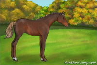 Horse Color:Liver Chestnut 
