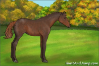 Horse Color:Liver Chestnut 