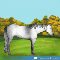 Horse Color:Gray White Spotted Liver Chestnut 