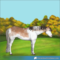 Horse Color:Bay Splash Tobiano