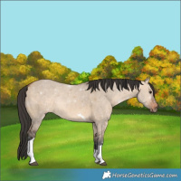 Horse Color:Bay Dun Tobiano 