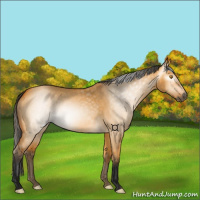 Horse Color:Gray Buckskin Dun