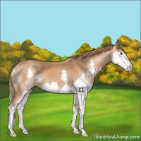 Horse Color:Chestnut Splash 