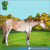 Horse Color:Bay Dun and White Spotted Red Dun