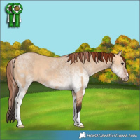 Horse Color:Bay Dun  and White Spotted Red Dun 