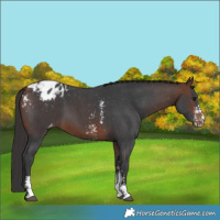 Horse Color:Brown Sabino Appaloosa 