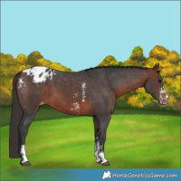 Horse Color:Brown Sabino Appaloosa 