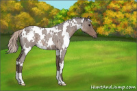 Horse Color:White Spotted Silver Blue Roan 