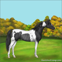 Horse Color:Black Tobiano Rabicano