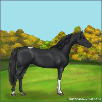 Horse Color:Black Tobiano Rabicano 