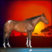 Horse Color:Bay Tobiano 