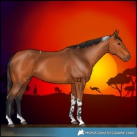 Horse Color:Bay Tobiano