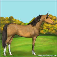 Horse Color:Buckskin Sabino 