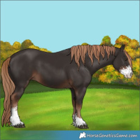 Horse Color:Liver Chestnut Sabino 