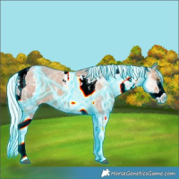 Horse Color:Thunderstruck White Spotted Silver Bay Splash Tobiano Appaloosa 
