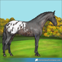 Horse Color:Brown Appaloosa