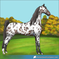 Horse Color:Brown Appaloosa 