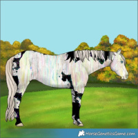 Horse Color:Chocolate Palomino Ice Pearl Tobiano 