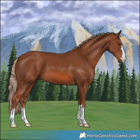 Horse Color:Chestnut 