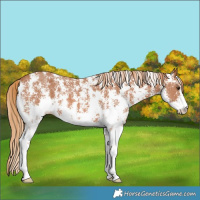 Horse Color:Chestnut Sabino