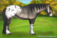 Horse Color:Blue Onyx Appaloosa 