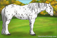 Horse Color:Smoky Black Appaloosa 