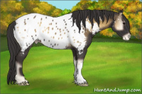 Horse Color:Smoky Blue Onyx Near Leopard