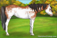 Horse Color:Bay Splash Frame  and Bay Splash Frame 