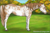 Horse Color:Chestnut Splash Frame  and Chestnut Splash Frame Rabicano 