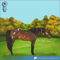 Horse Color:White Spotted Brown 