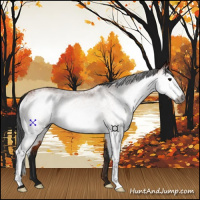 Horse Color:Gray White Spotted Bay 