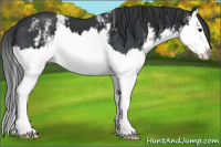 Horse Color:White Spotted Black Sabino Splash