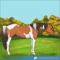 Horse Color:Bay Tobiano 