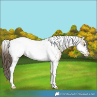 Horse Color:Bay Ice Tobiano Frame Near Leopard
