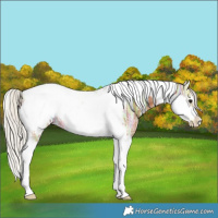 Horse Color:Silver Bay Ice Tobiano Frame