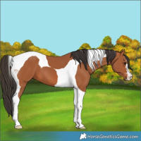 Horse Color:Bay Tobiano 